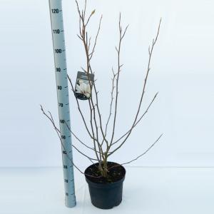Magnolia struik Soulangeana Rickii - 5 stuks