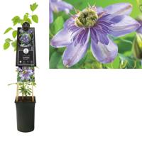 Klimplant Clematis Blue Light - Blauwe Bosrank - thumbnail