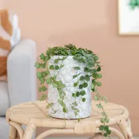 Hoya Curtisii - Wasbloem - P11 - thumbnail