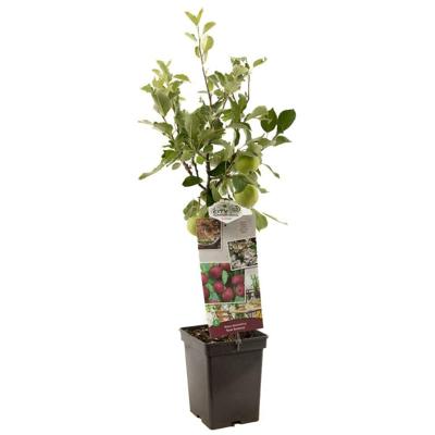Appelboom Malus d. Rode Boskoop