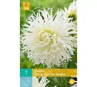 Dahlia Tsuki yori no shisha - thumbnail