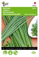 Zaden Bieslook Grove - Allium fistulosum Buzzy - Buzzy - thumbnail