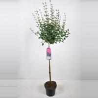 Dwergsering op stam 90 cm (syringa Bloomerang®''Dark Purple'') - thumbnail