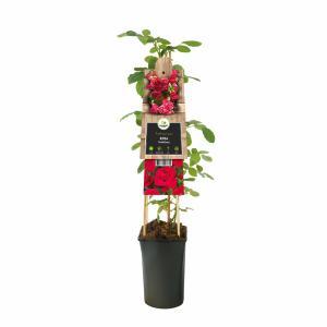 Klimplant Rosa Heidelberg - Klimroos Rood Klimplant Rosa Heidelberg - Klimroos Rood