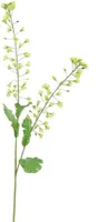 Pure Royal kunsttak koolzaad bloem 85cm groen - thumbnail