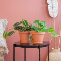 Maranta Leuconeura Duo - Gebedsplanten - P12 - thumbnail