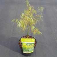 Japanse esdoorn (Acer palmatum "Koto-no-ito") heester - thumbnail