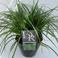 Japanse zegge (Carex "Evergreen") siergras - In 5 liter pot - 1 stuks - thumbnail