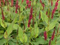 Duizendknoop - thumbnail