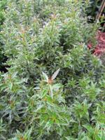 Ananashulst - thumbnail