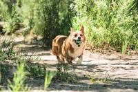 Chuckit ecofetch ball gerecycled - thumbnail