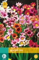 Sparaxis Mix Bloembol JUB 25 bollen - Jub - thumbnail