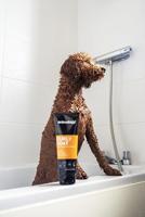 Animology Curly Coat Shampoo - thumbnail