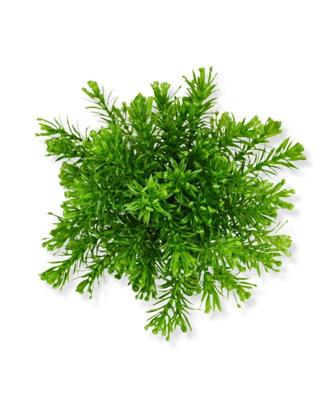 Senecio Mos kunstplant 15cm in pot