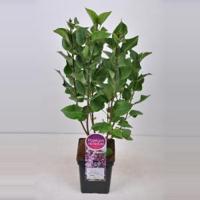Sering (syringa vulgaris "Mme Antoine Buchner") - 50-70 cm - 1 stuks - thumbnail