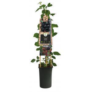 Klimplant Rubus Thornfree - Zwarte Bramen