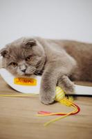 Muis Josera - thumbnail