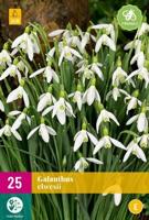 Galanthus elwesii 25 bollen - thumbnail