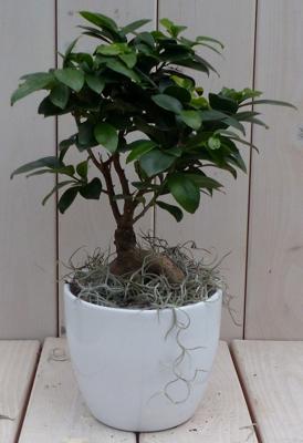 Bonsai Ficus microcarpa witte pot 30 cm Warentuin Natuurlijk - Warentuin natuurlijk