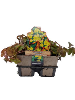 Goudaardbei (waldsteinia ternata) bodembedekker - 6-pack - 1 stuks