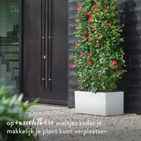 Elho Vivo Next plantenbak met wielen 80cm wit - thumbnail