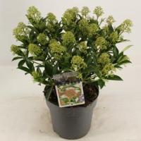 Skimmia (Skimmia Japonica “Marlot”) heester - 20-30 cm (C3) - 6 stuks - thumbnail