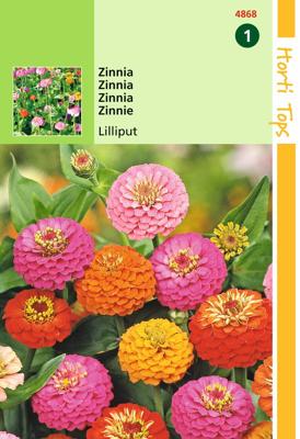 Zaden Zinnia Liliput gemengd Hortitops - Hortitops
