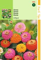 Zaden Zinnia Liliput gemengd Hortitops - Hortitops - thumbnail