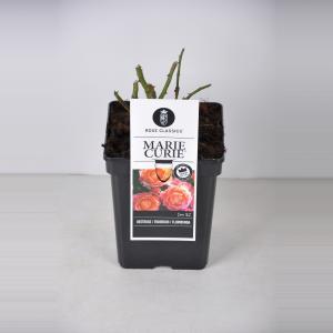 Trosroos (rosa "Marie Curie"®) - C3 - 1 stuks