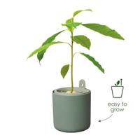 Amazing avocado pot blad groen elho - Elho - thumbnail