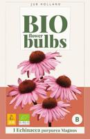 Bio echinacea purpurea magnus - thumbnail