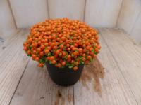 3 stuks! Kamerplant Koraalmos Viridi Warentuin Natuurlijk - Warentuin natuurlijk - thumbnail