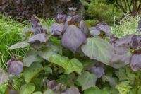 Trompetboom op stam - thumbnail