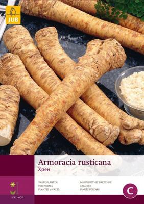 Mierikswortel Armoracia rusticana