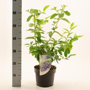 Bosbes (vaccinium corymbosum "Bluecrop") fruitplanten - In 3 liter pot - 9 stuks Bosbes (vaccinium corymbosum "Bluecrop") fruitplanten - In 3 liter pot - 9 stuks