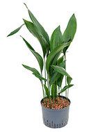 Aspidistra elatior XL hydrocultuur plant - thumbnail