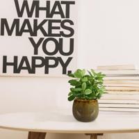 Fittonia bont kunstplant 18cm - thumbnail