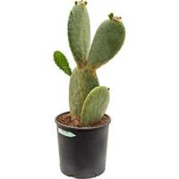 Opuntia cactus indica M kamerplant - thumbnail