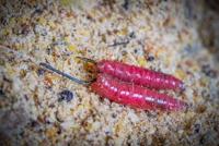 Guru Match Special Barbed hook size 20 - thumbnail