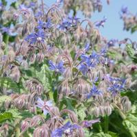 Borage zaden blauw en wit - thumbnail
