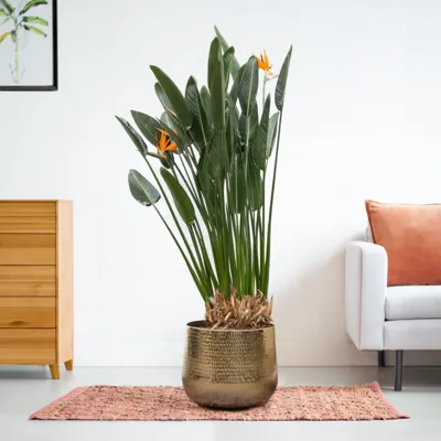 Strelitzia Reginae - Paradijsvogelplant - P30 Strelitzia Reginae - Paradijsvogelplant - P30