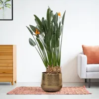 Strelitzia Reginae - Paradijsvogelplant - P30 - thumbnail