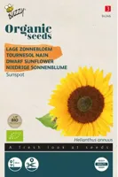 Biologische Helianthus, Lage zonnebloem Sunspot - thumbnail