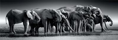 Clementoni legpuzzel panorama herd of giants, 1000st.