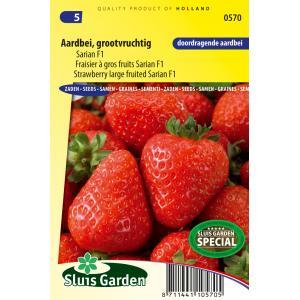 Fragaria Aardbei zaden Grandian F1