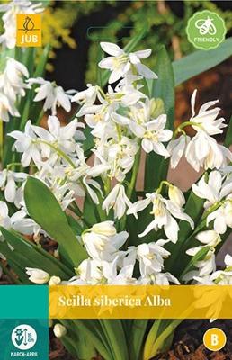 Scilla siberica alba 15 bollen