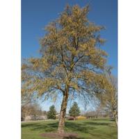 Hartbladige els - thumbnail