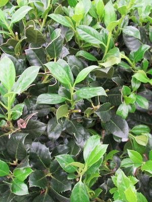 Hulst op stam Hulst op stam