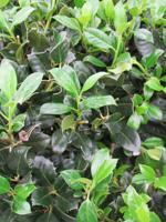 Hulst op stam - thumbnail