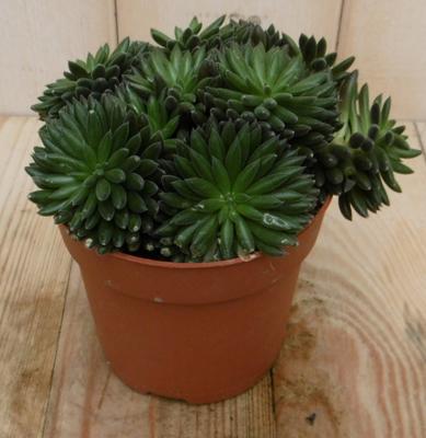 2 stuks! Kamerplant Sardinie Siesta Crassula Viridi Warentuin Natuurlijk - Warentuin natuurlijk